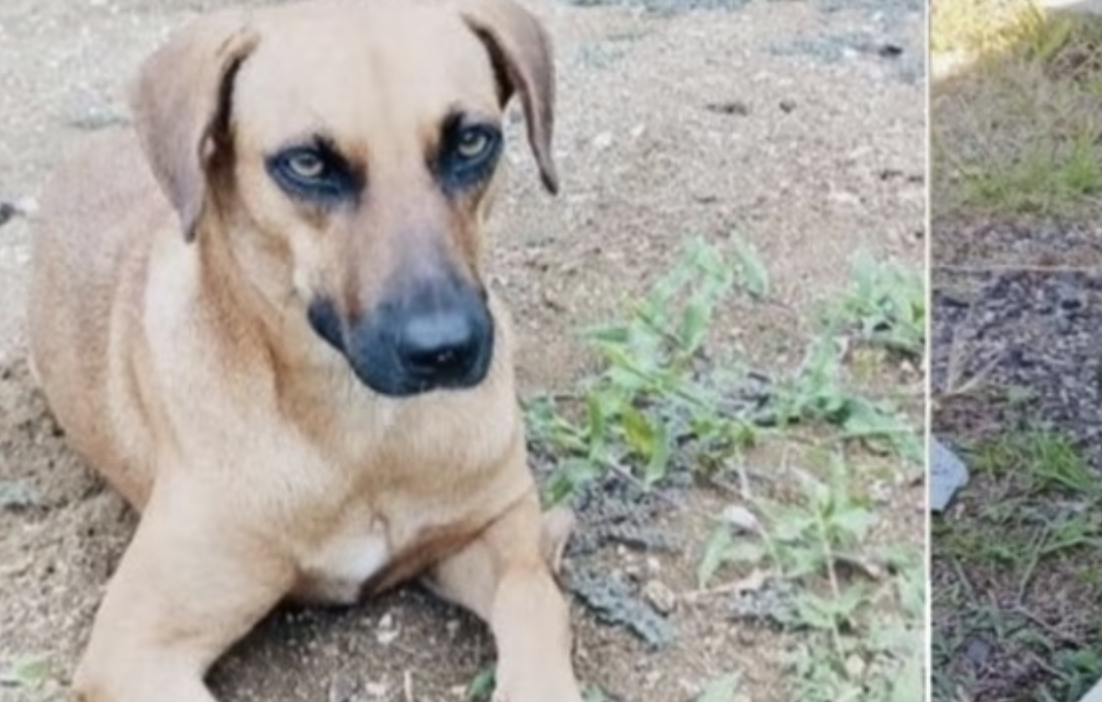 Se indignan los Cubanos  por matanza de perros en San José de las Lajas